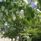 Taschentuchbaum im Klostergarten