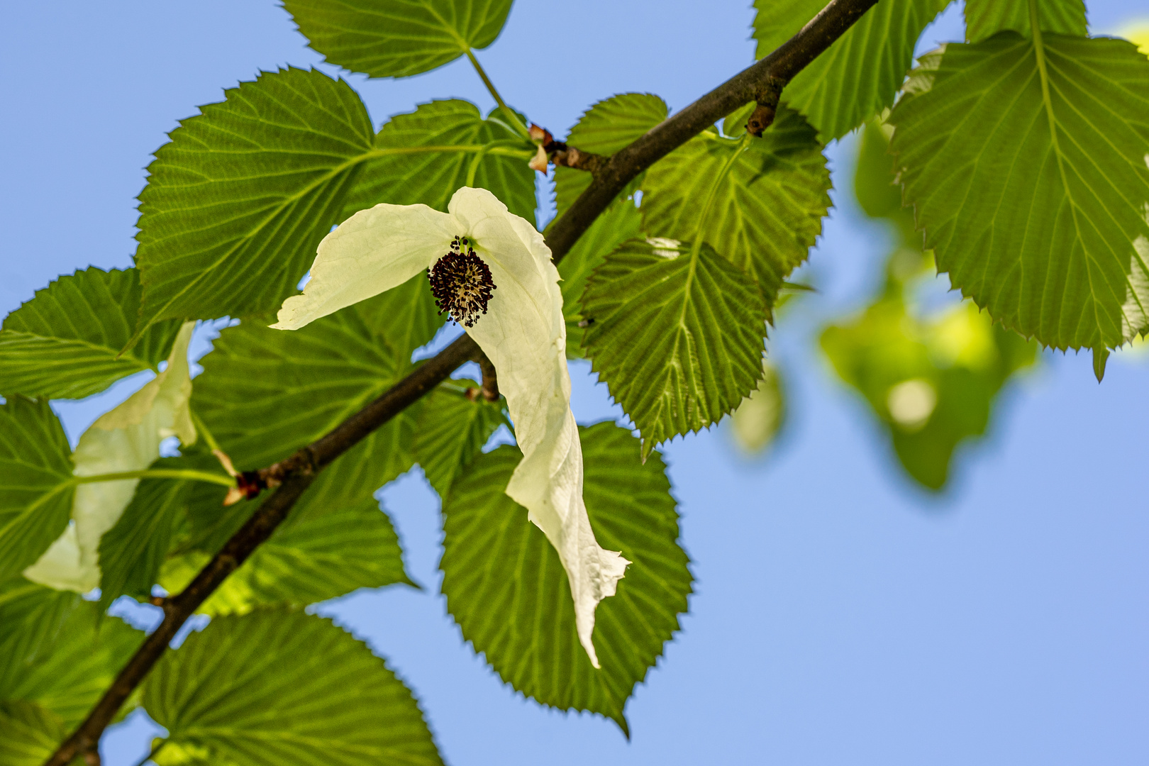 Taschentuchbaum in Blüte