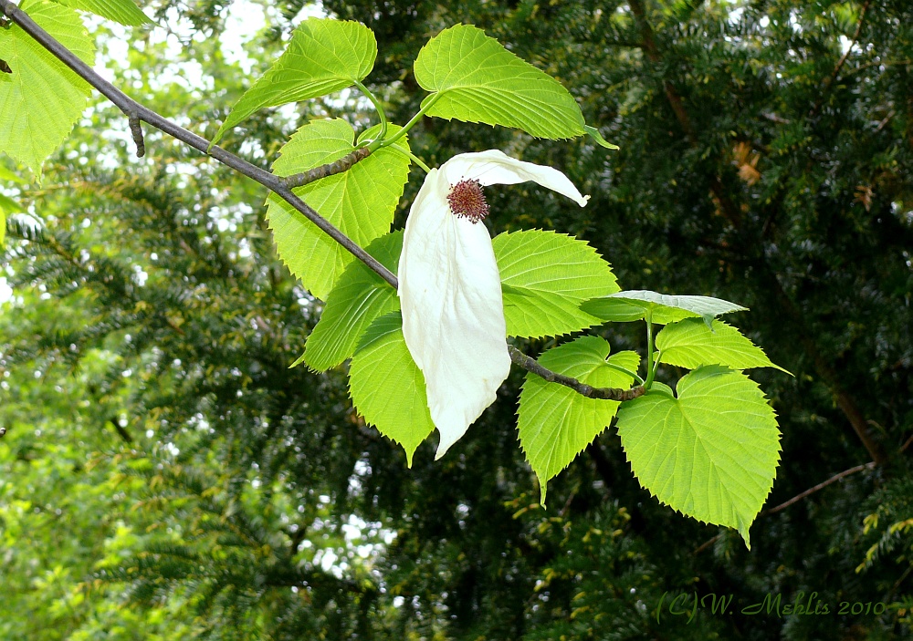 Taschentuchbaum IV