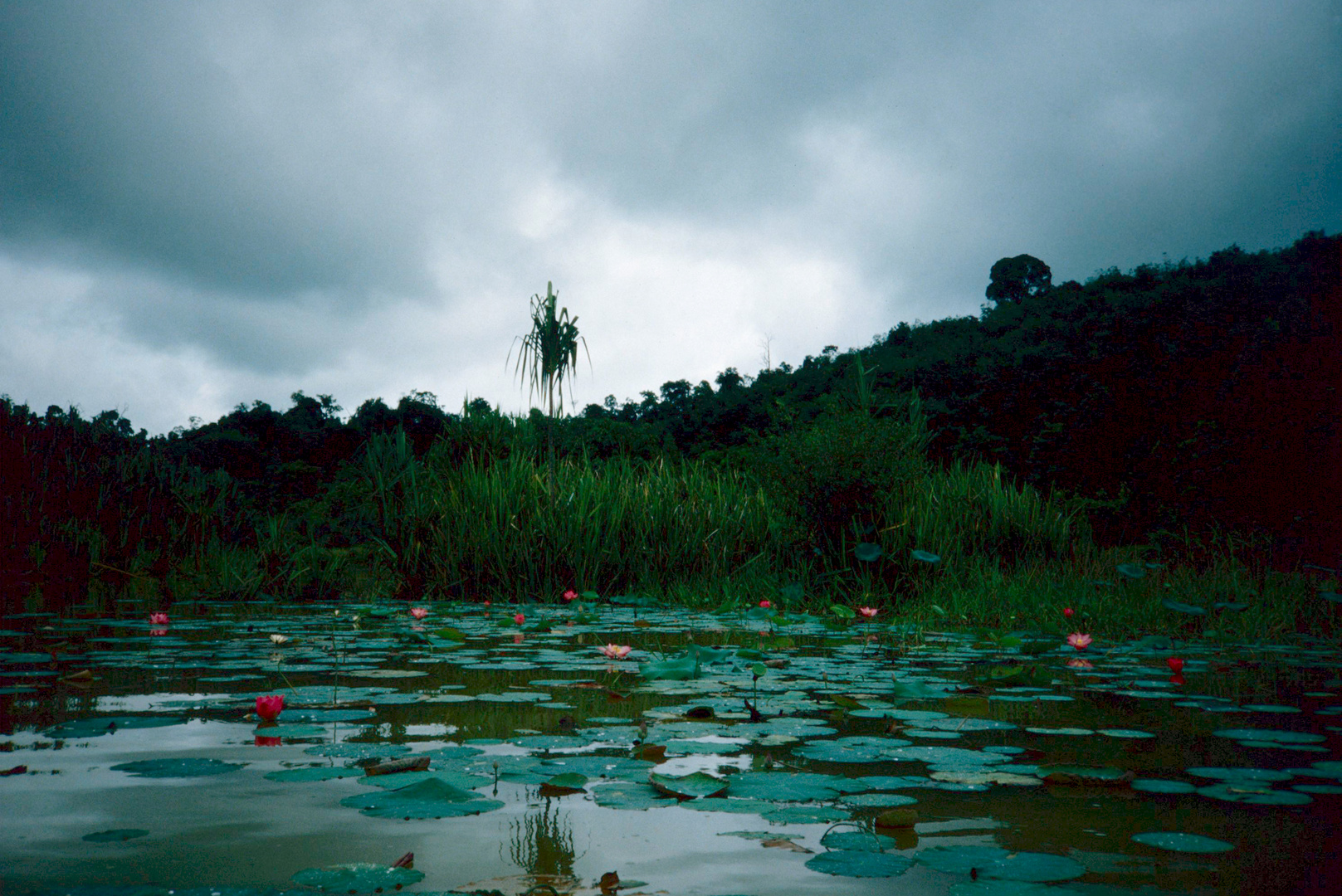 Tasik Chini - November 1988