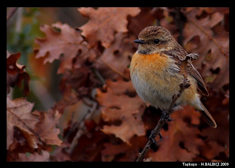 Taskusu (Saxicola torquata)