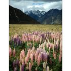 Tasman River Valley