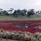 Tasmania