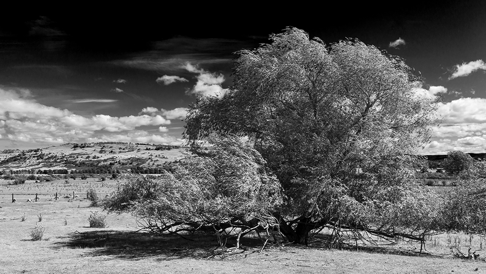 Tasmanian bushes