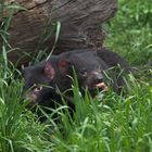 Tasmanian devil