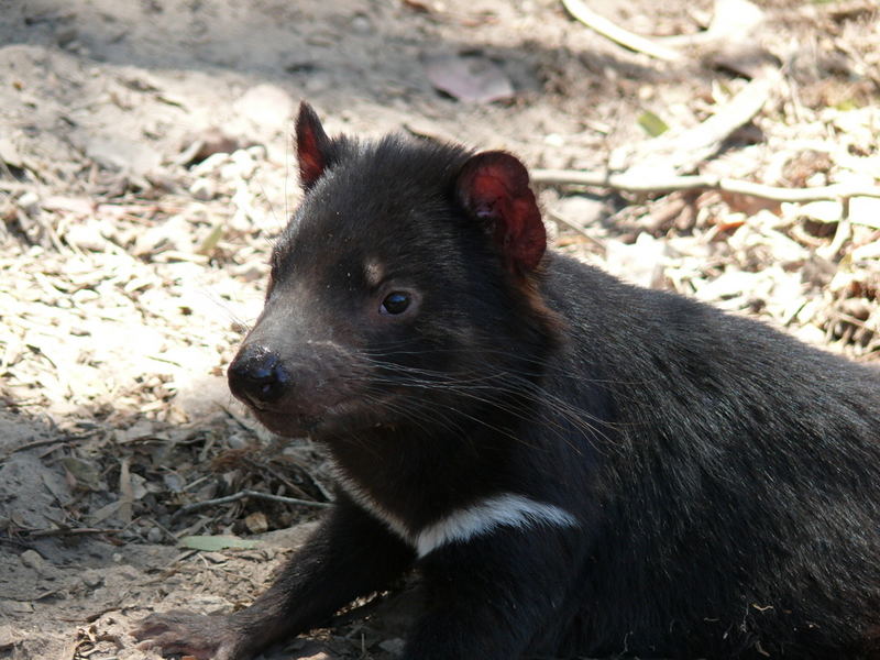 Tasmanian Devil