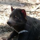 Tasmanian Devil