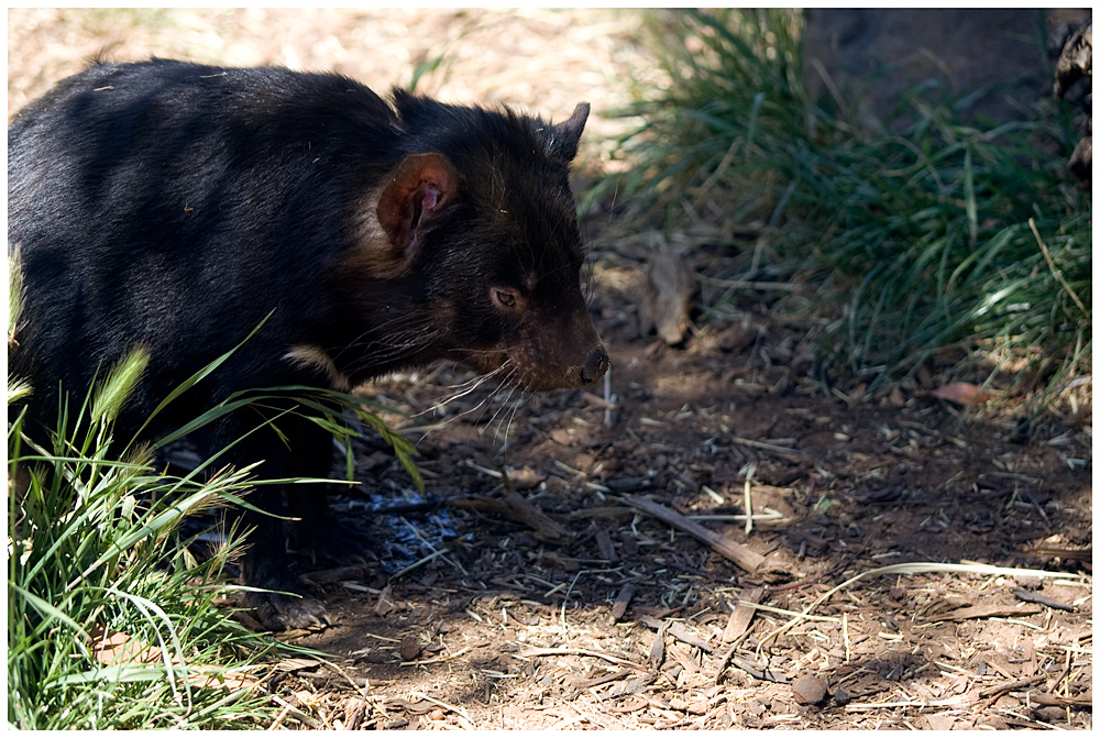 Tasmanian Devil