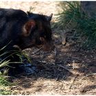 Tasmanian Devil