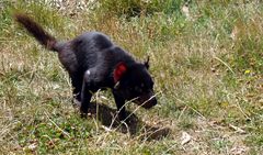 Tasmanian Devil... a devils tale...