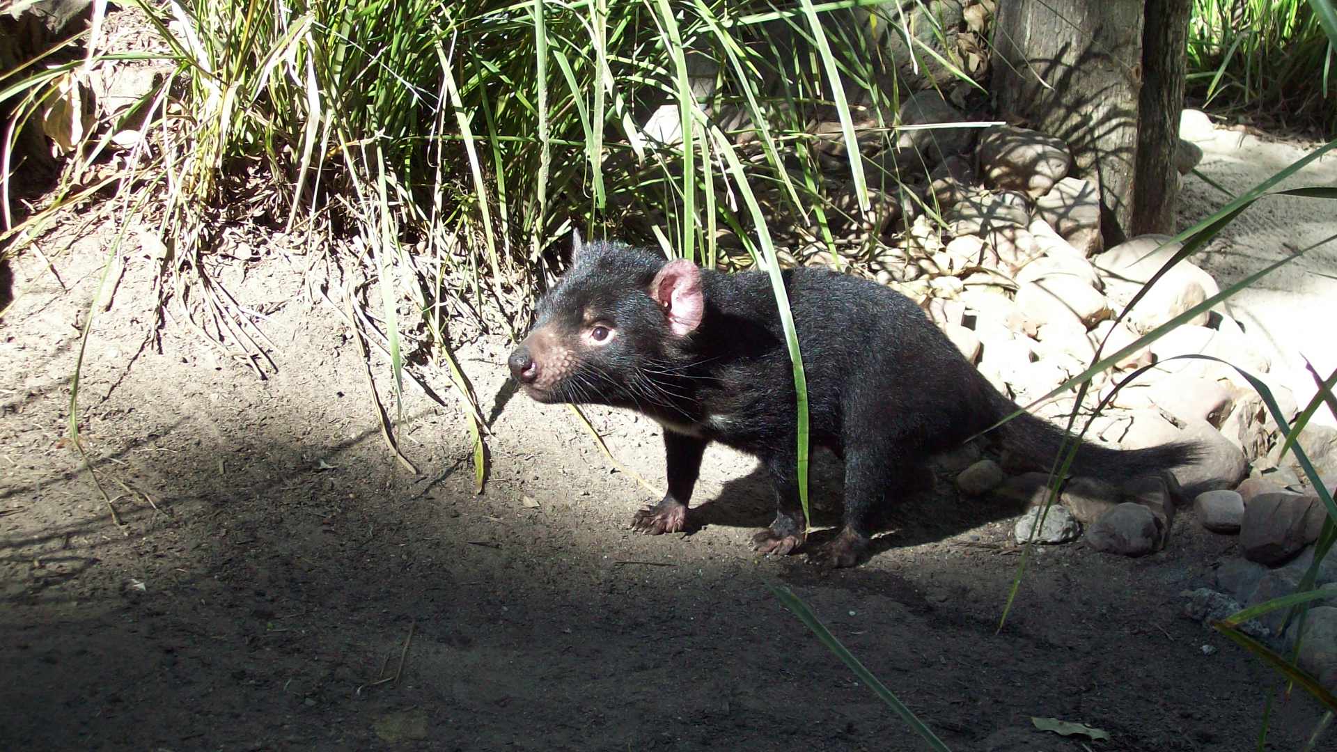 tasmanian devil.