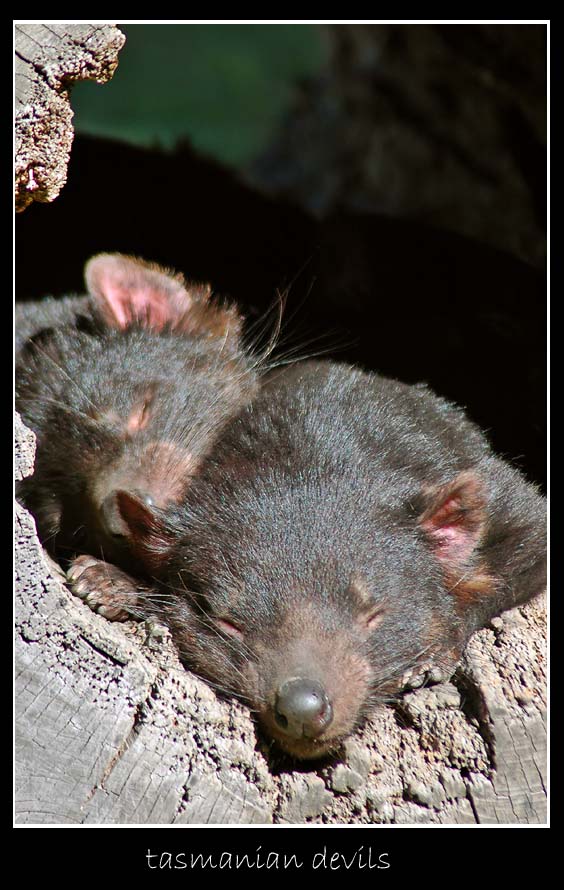 tasmanian devils