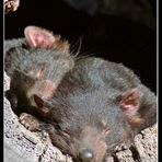 tasmanian devils