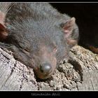 tasmanian devils II