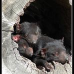 tasmanian devils III