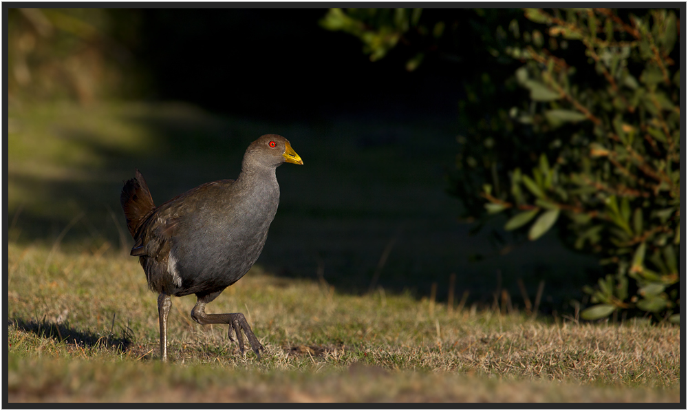 Tasmanian Nativehen