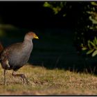 Tasmanian Nativehen