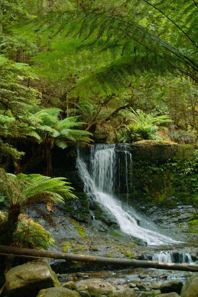 Tasmanian rainforest