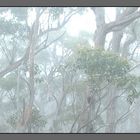 tasmanian rainforests