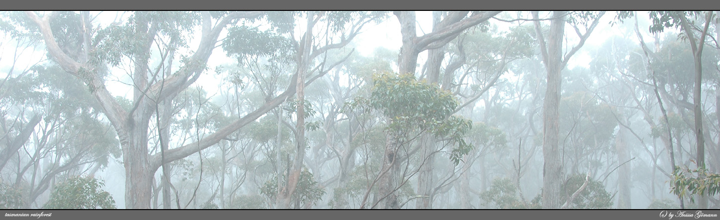 tasmanian rainforests