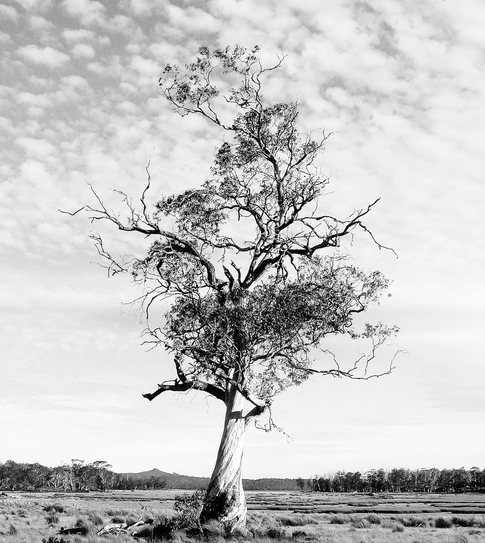 Tasmanien - Baum