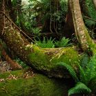 Tasmanien - Evercreech Nationalpark 1 -