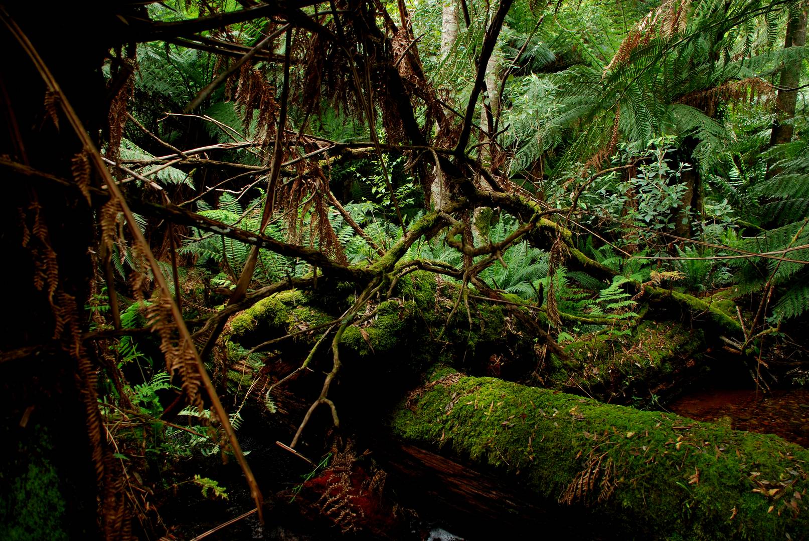 Tasmanien - Evercreech Nationalpark 2 -