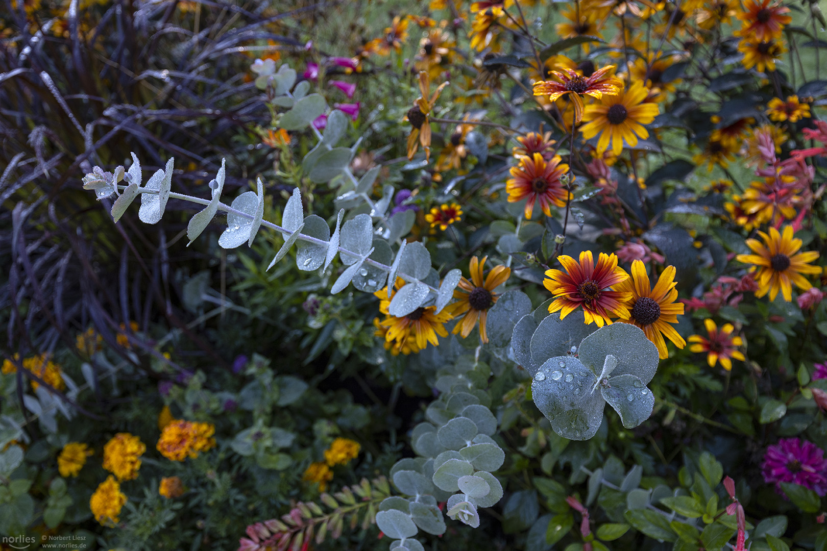 Tasmanischer Eukalyptus und Blumen