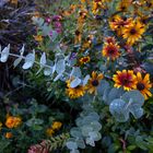 Tasmanischer Eukalyptus und Blumen