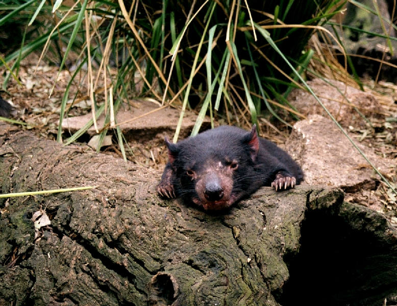 Tasmanischer Teufel