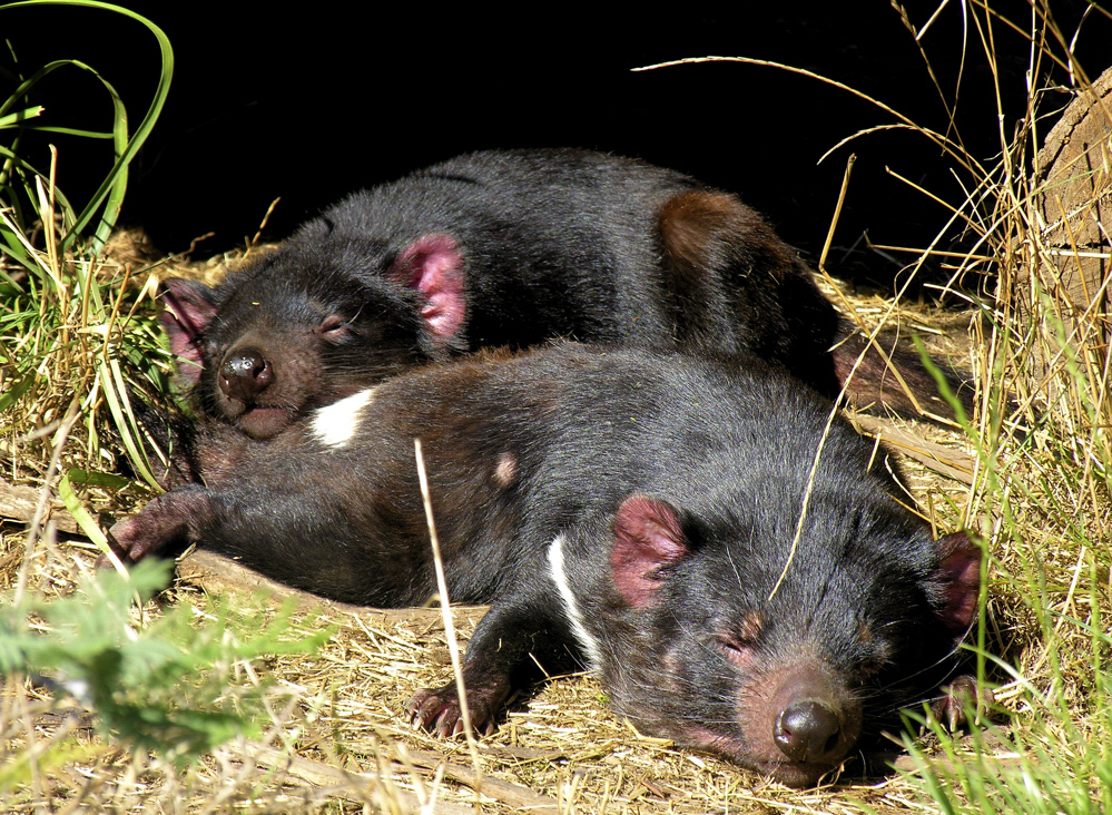 Tasmanischer Teufel; Devil; Tasmanien Devil; Tasmanien; Australien