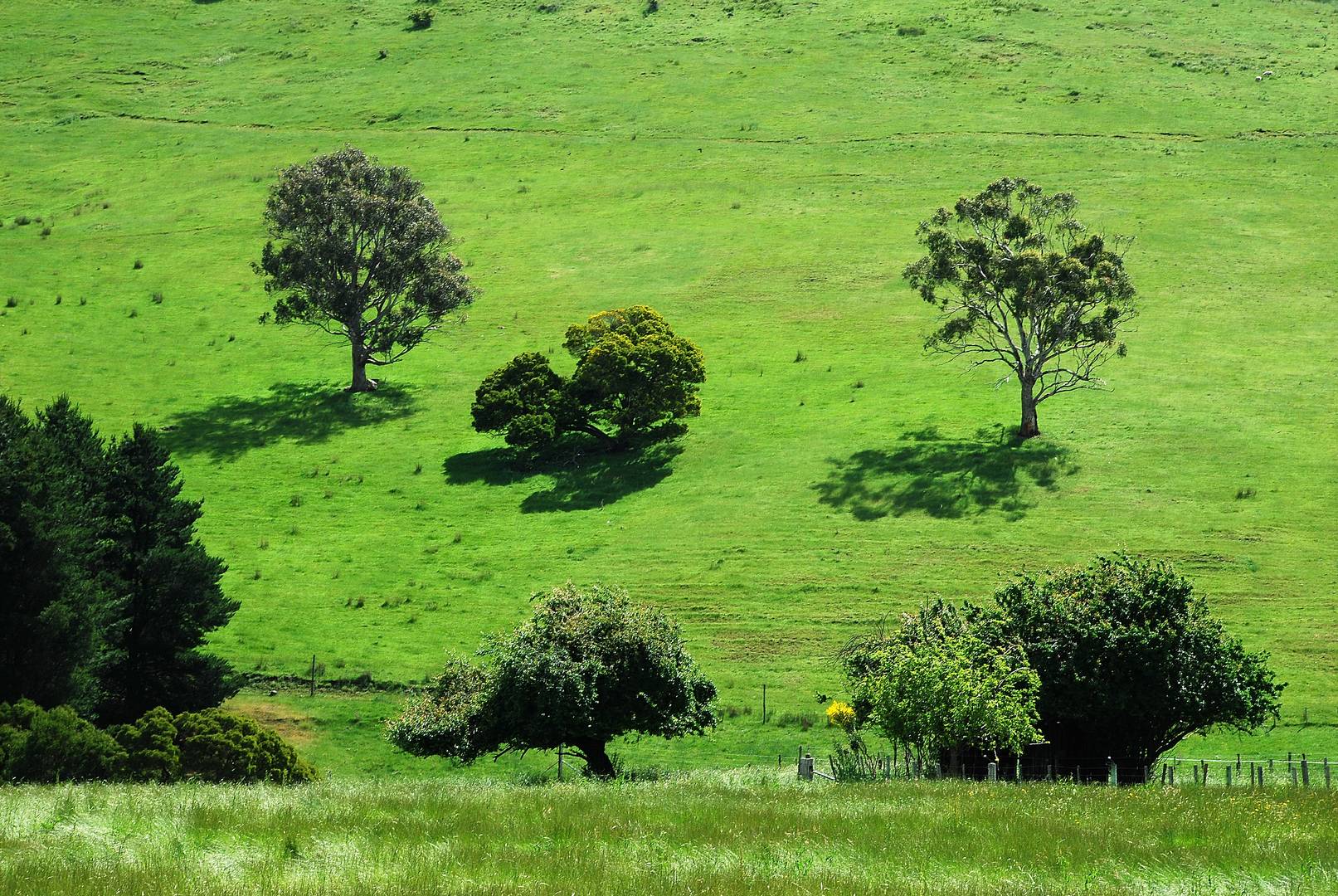 tasmanisches Weideland