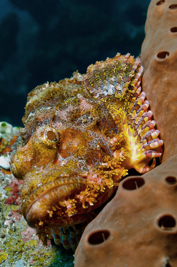 Tasseled Scorpionfish - Scorpaenopsis oxycephala - Fransen-Drachenkopf