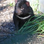 Tassie Devil (putzig)