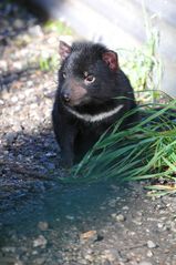 Tassie Devil (putzig)