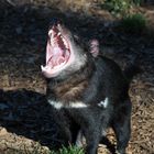 Tassie Devil (teuflisch)