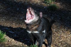 Tassie Devil (teuflisch)