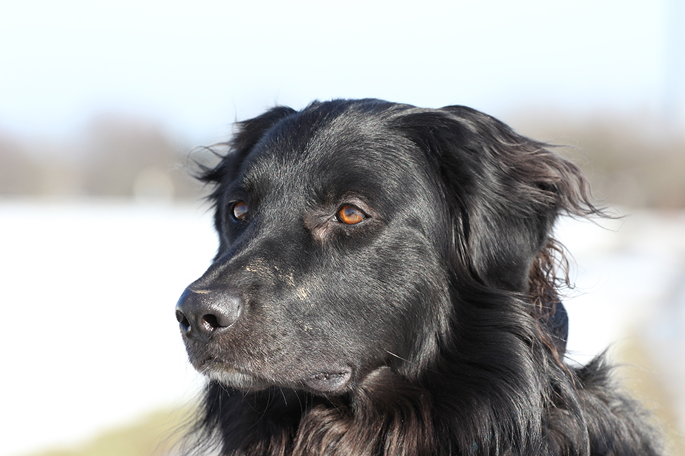 Tassilo im Schnee