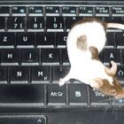 Tastatur und Maus