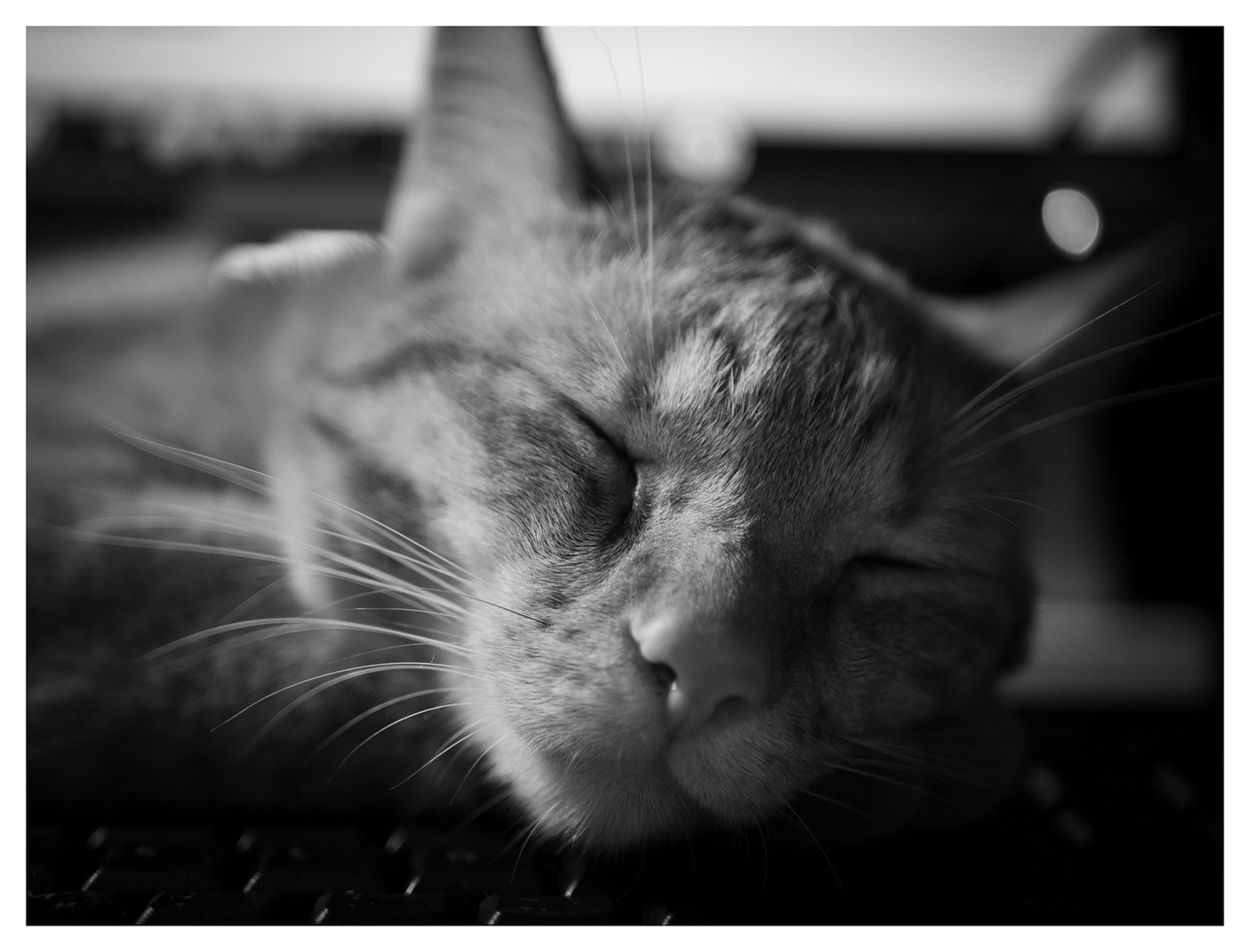 tastaturkatze