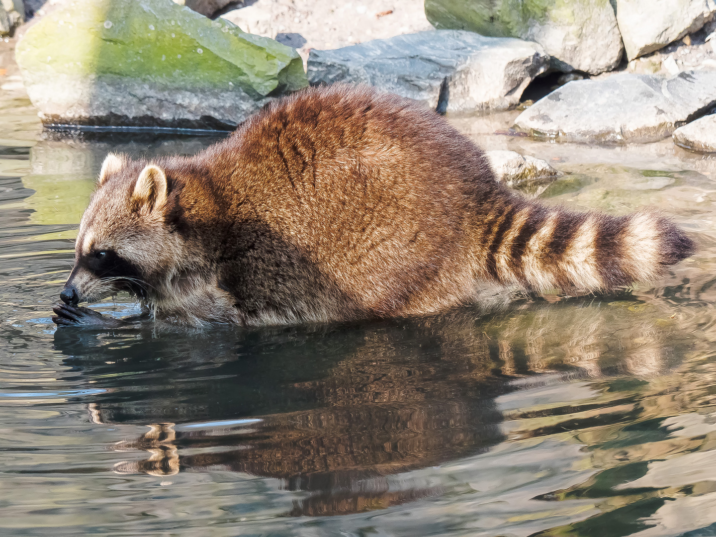 Tastbär (beta)