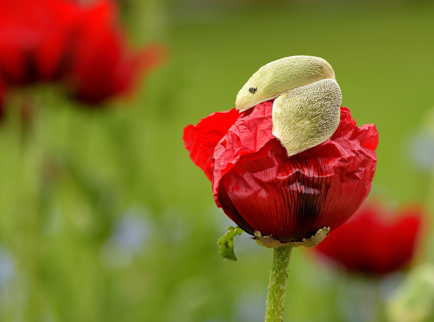 Taste F 11 Vollbild. Die ersten Mohnblüten zeigen sich...