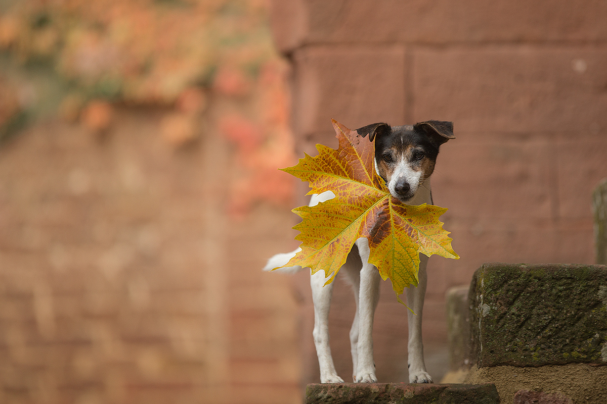 taste of autumn