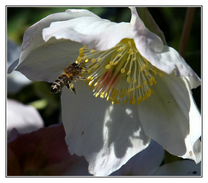 taste of spring