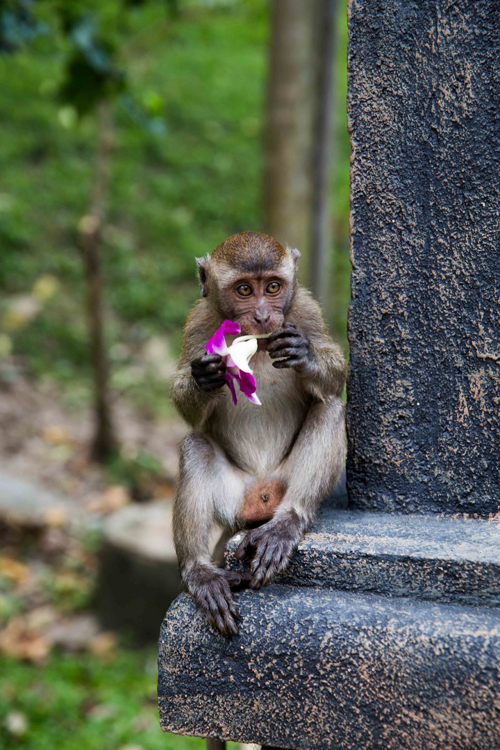 Tasty Flower