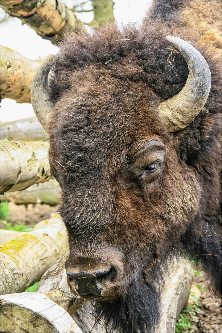 Tatanka