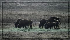 "Tatanka" oder auch Büffel genannt