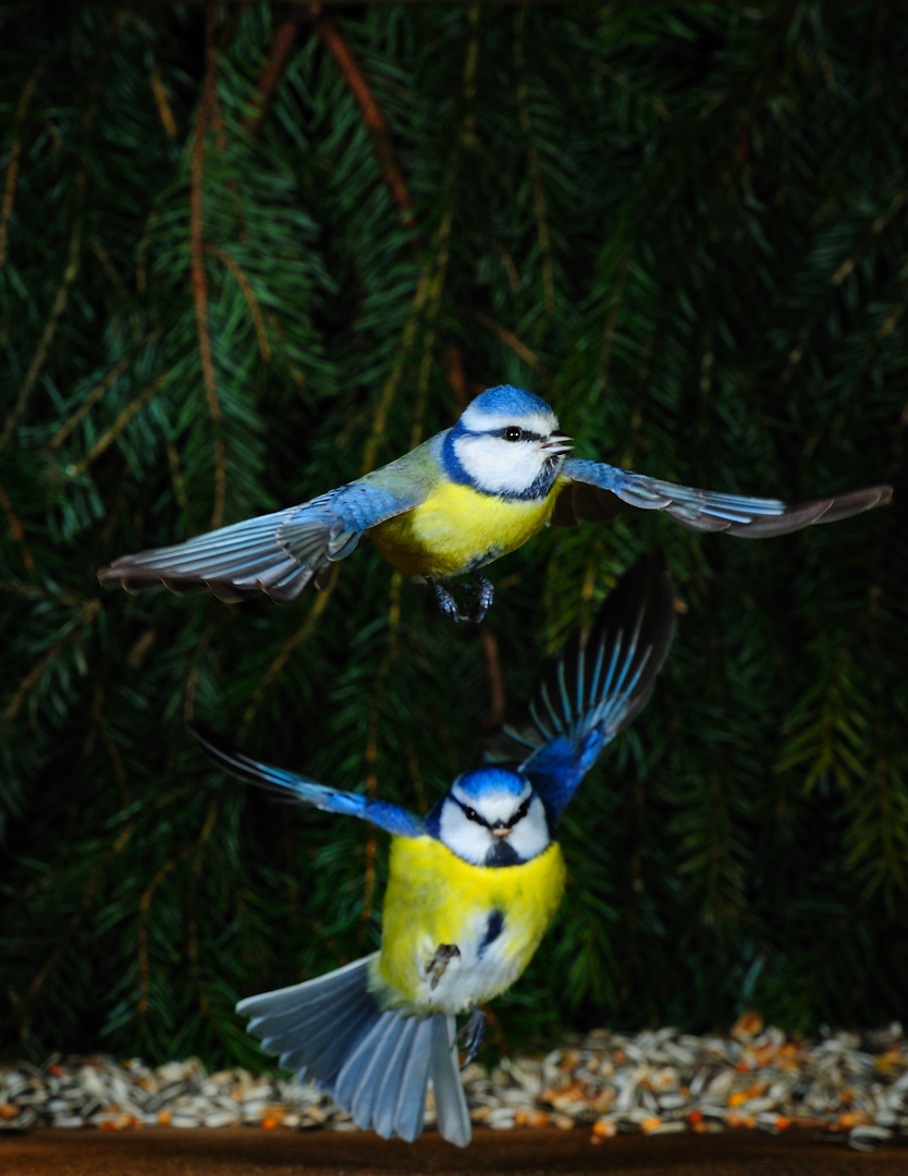 TaTaTaTa im Vogelcircus