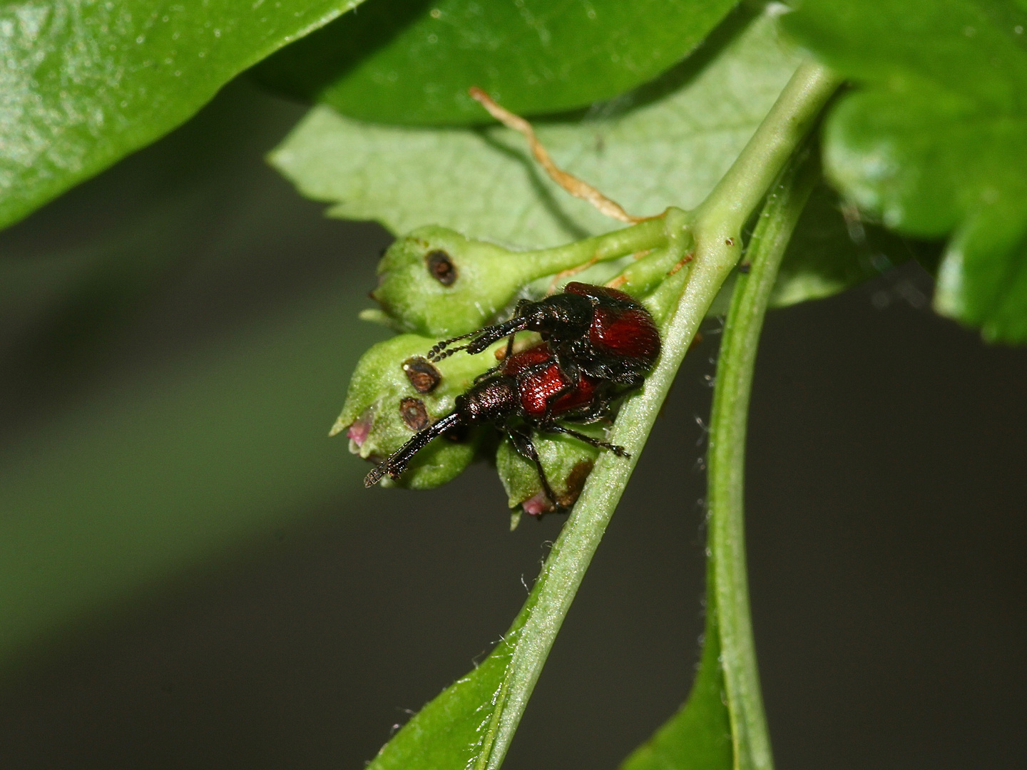 Tatianaerhynchites (= Coenorhinus) aequatus, der Rotbraune (Apfel-)Fruchtstecher ...