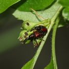 Tatianaerhynchites (= Coenorhinus) aequatus, der Rotbraune (Apfel-)Fruchtstecher ...